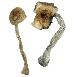 Buy Quezon Magic Mushrooms